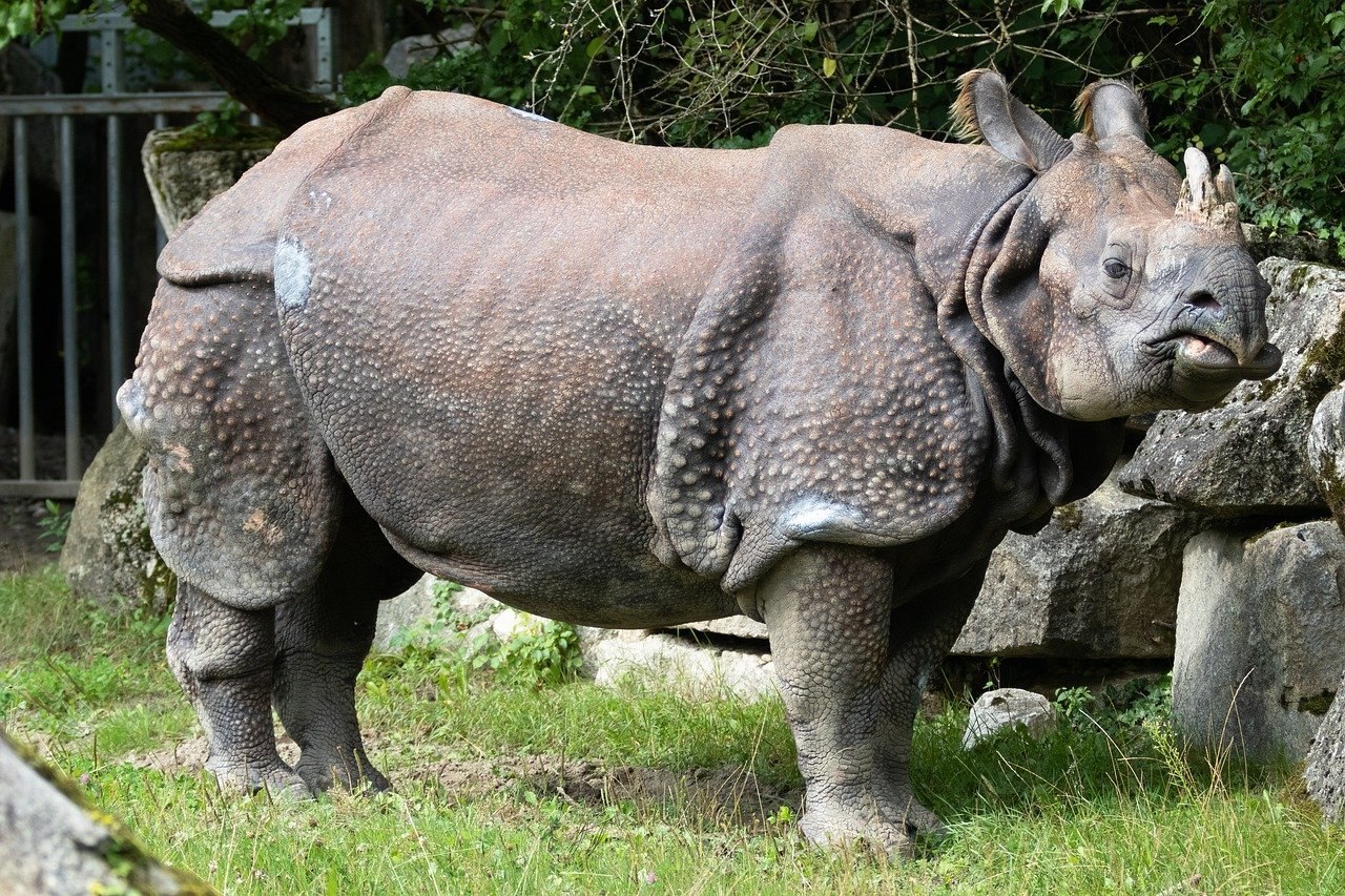 Носорог рептилия. Непарнокопытные индийский носорог. Суматранский носорог. Карликовый носорог. Панцирный носорог.