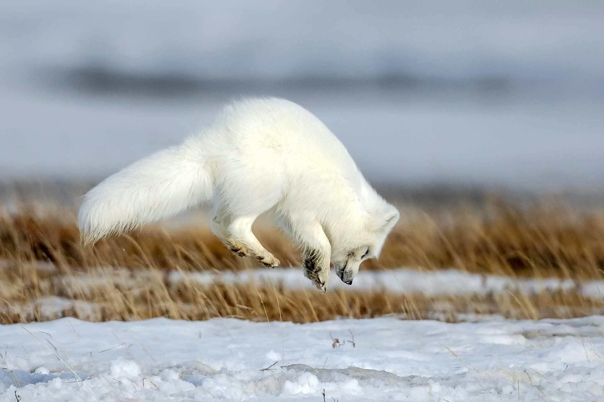 Песец в тайге или тундре. Песец и лемминг. Песец Таймыр. Арктических тундр Таймырского заповедника. Полярная лисица песец.