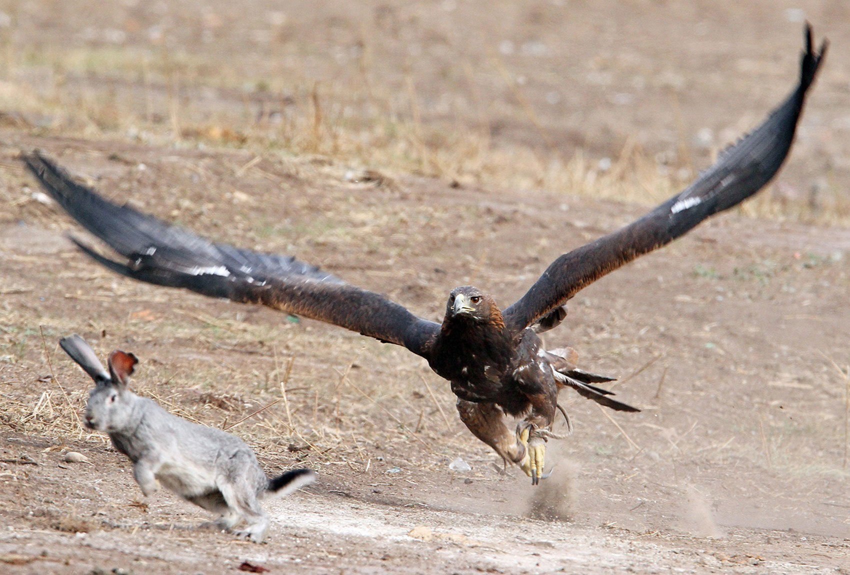 Нападение птицы. Степной Орел охотится. Степной Орел на охоте. Коршун охотится. Хищные птицы охотятся.