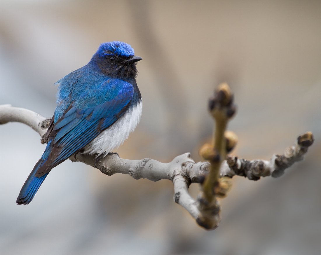 Синяя птица под. Синяя мухоловка птица. Голубая канарейка птица. Синехвостка птица. Голубая кустарниковая Сойка.