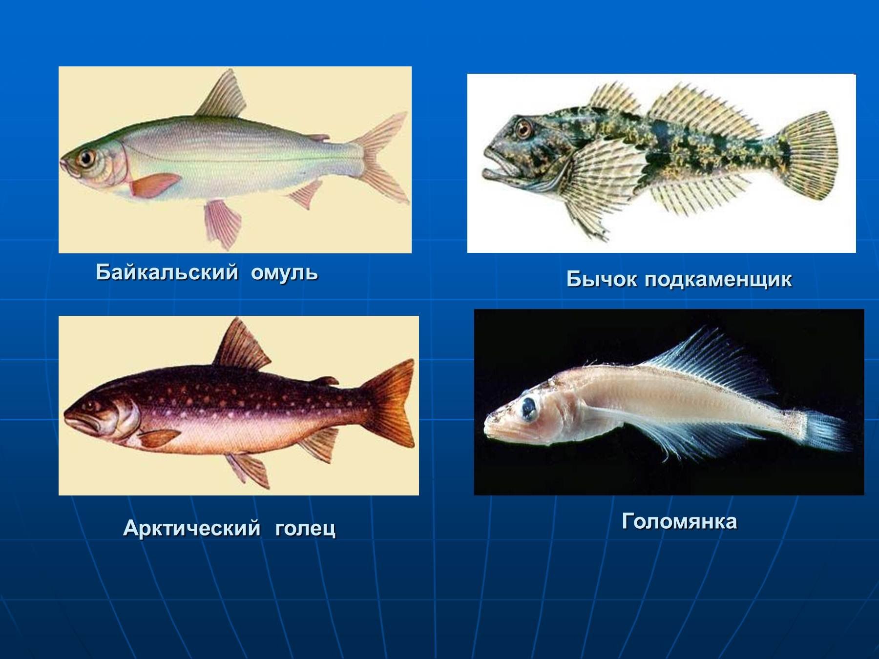 В озере байкал водится рыба. Рыба Байкала Голомянка. Голомянка Байкальский эндемик. Рыбы обитающие в Байкале. Озерные рыбы.