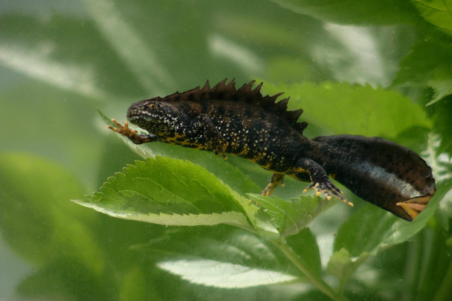 Гребенчатый тритон. Гребенчатый Тритон Triturus cristatus (Laurenti, 1768). Triturus cristatus гребенчатый Тритон. Обыкновенный и гребенчатый тритоны. Карликовый Тритон гребенчатый.