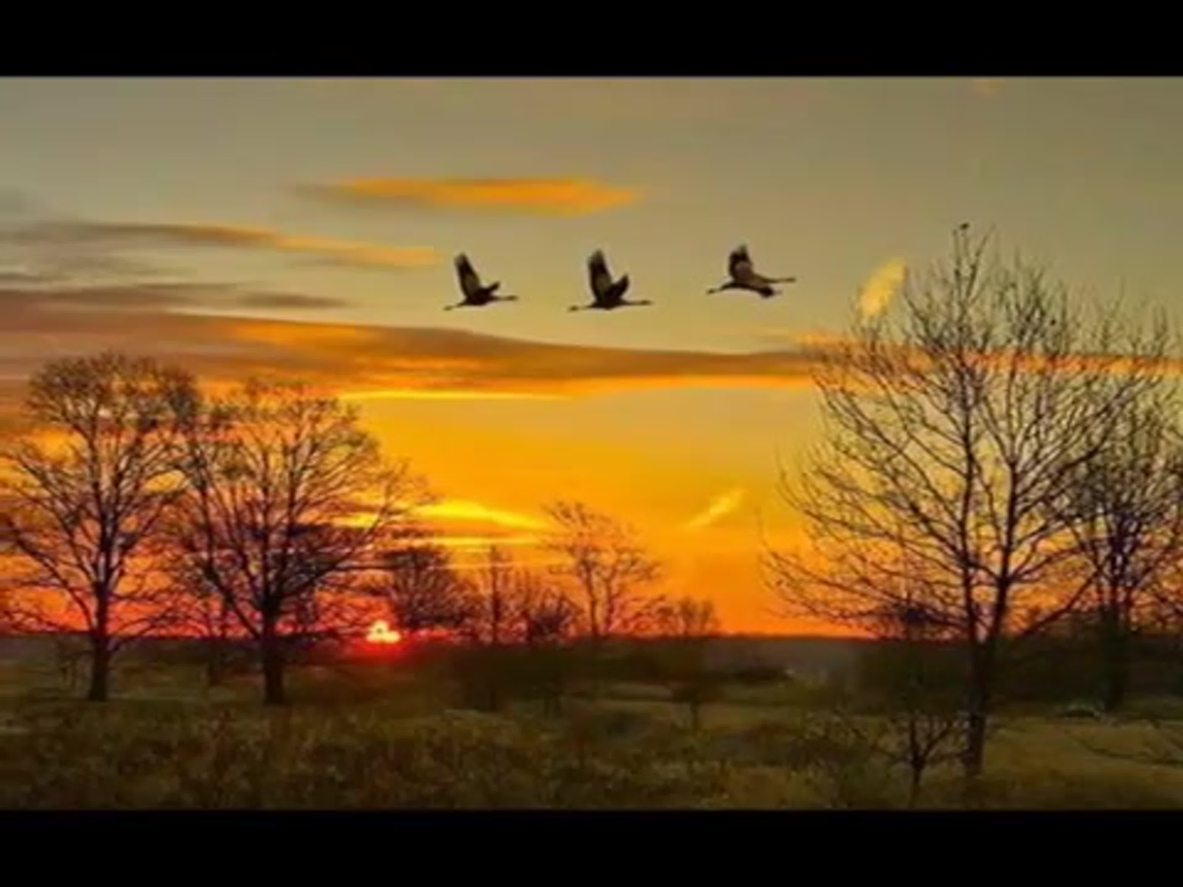 Птицы улетают осенью песня. Журавлиный Клин. Клин журавлей в небе. Журавлиный Клин в небе живопись. Журавли на закате весеннего дня.