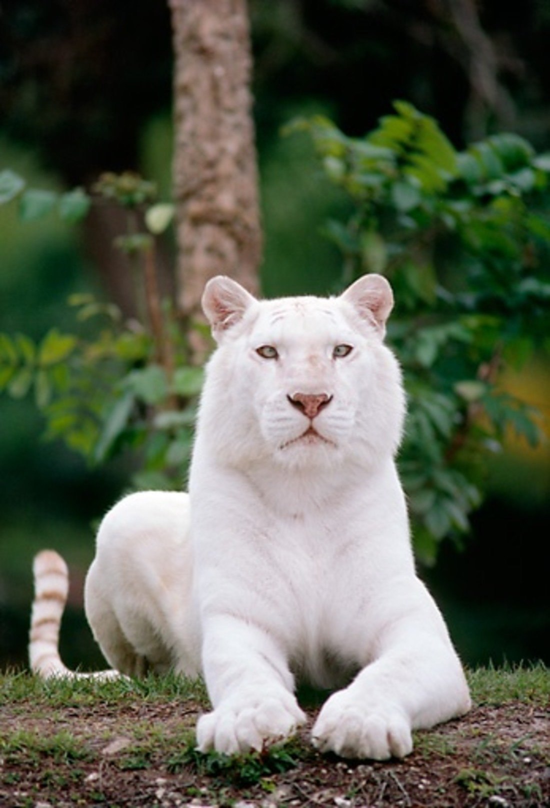 Дикие животные альбиносы. Бенгальский тигр альбинос. Пума альбинос. Пантера альбинос. Белая Пума альбинос.