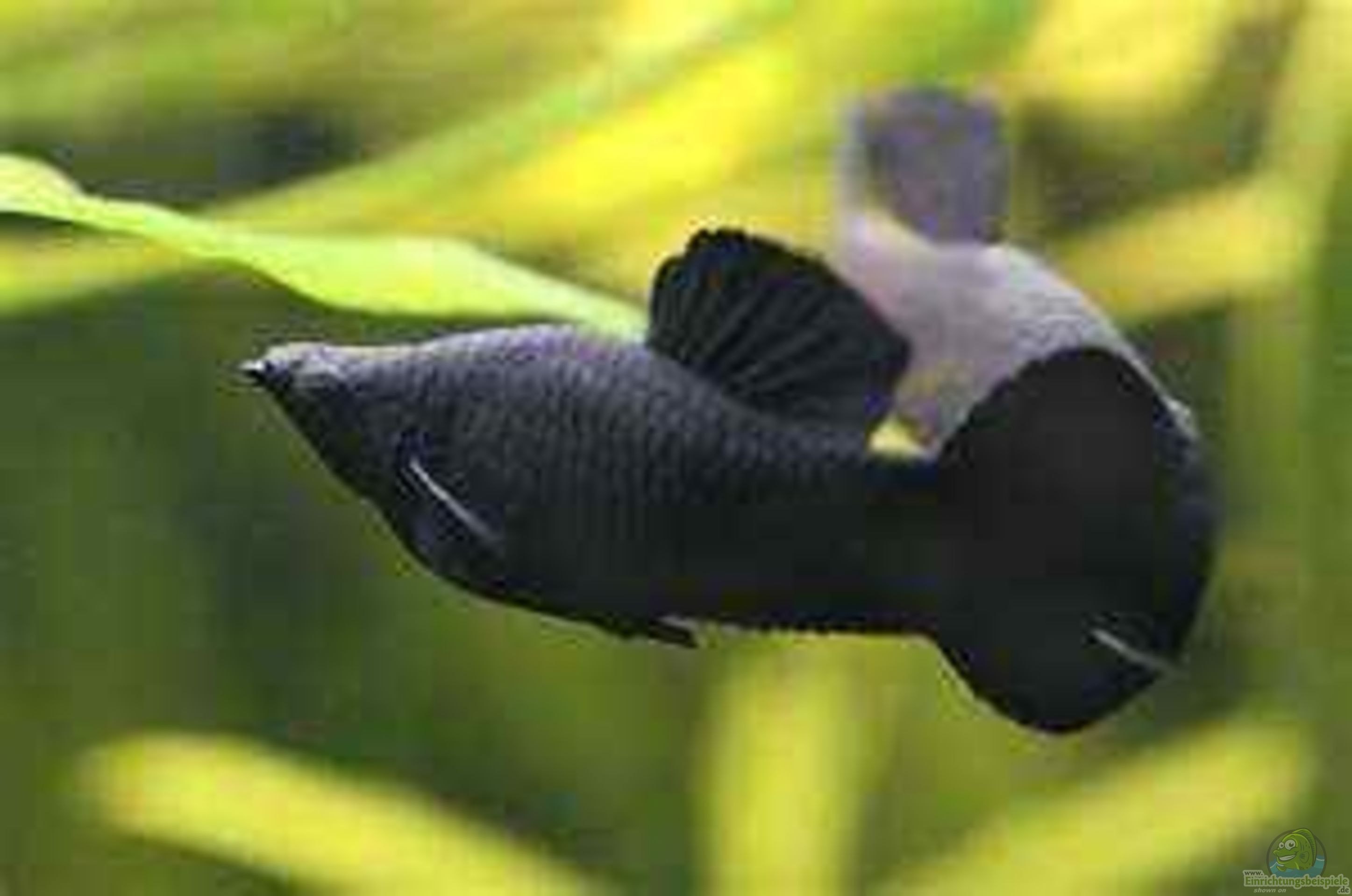 моллинезия рыбка аквариумная фото