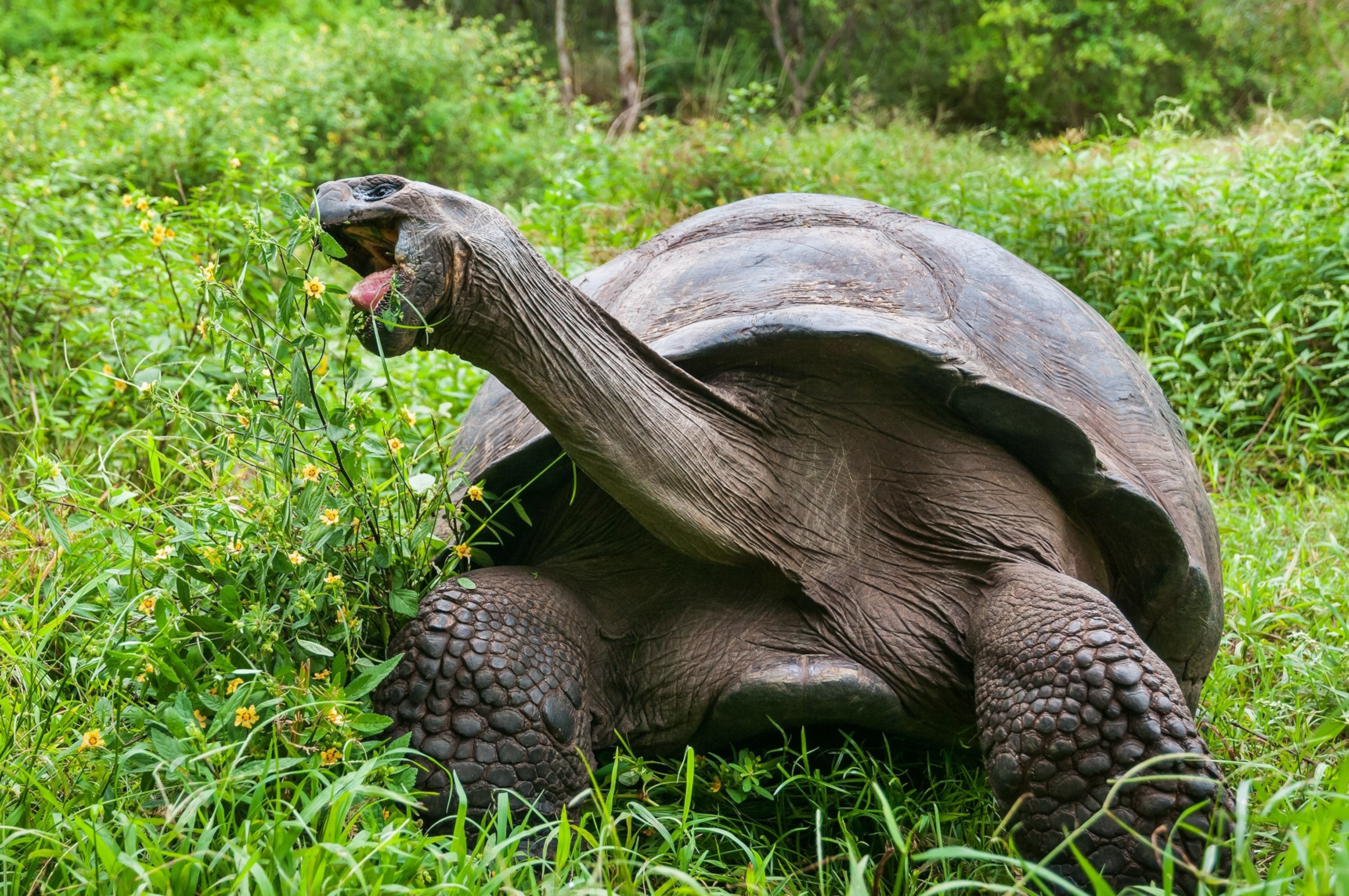 Слоновая черепаха среда обитания. Галапагосская черепаха. Галапагосская гигантская черепаха. Галапагосские острова черепахи. Гигантские черепахи с Галапагосских островов.