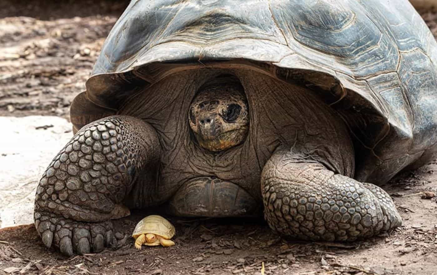 оргазм у черепах сколько длится фото 87