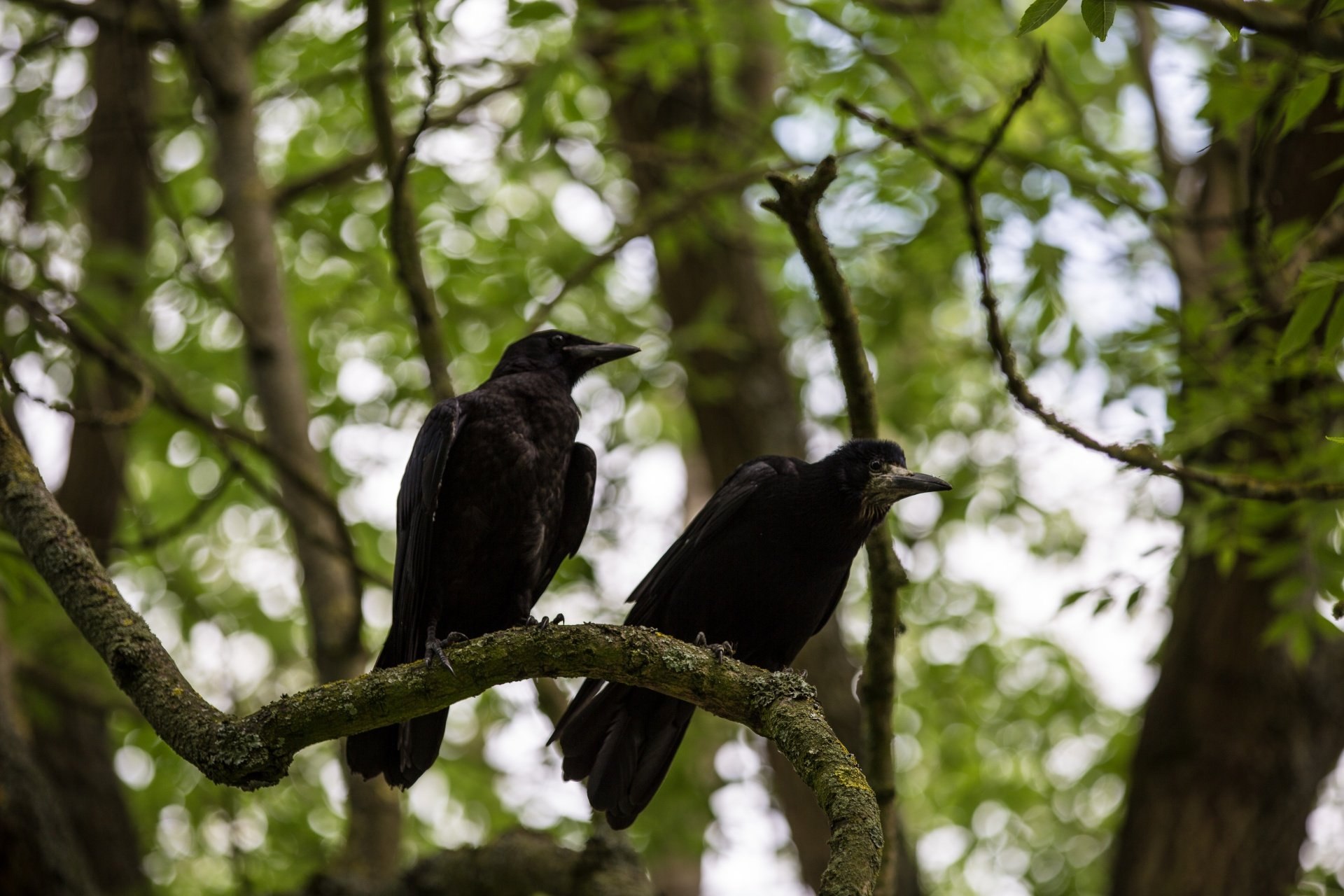 Crows new. Новокаледонский ворон. Ворона на ветке. Ворона на дереве. Ворон на ветке.