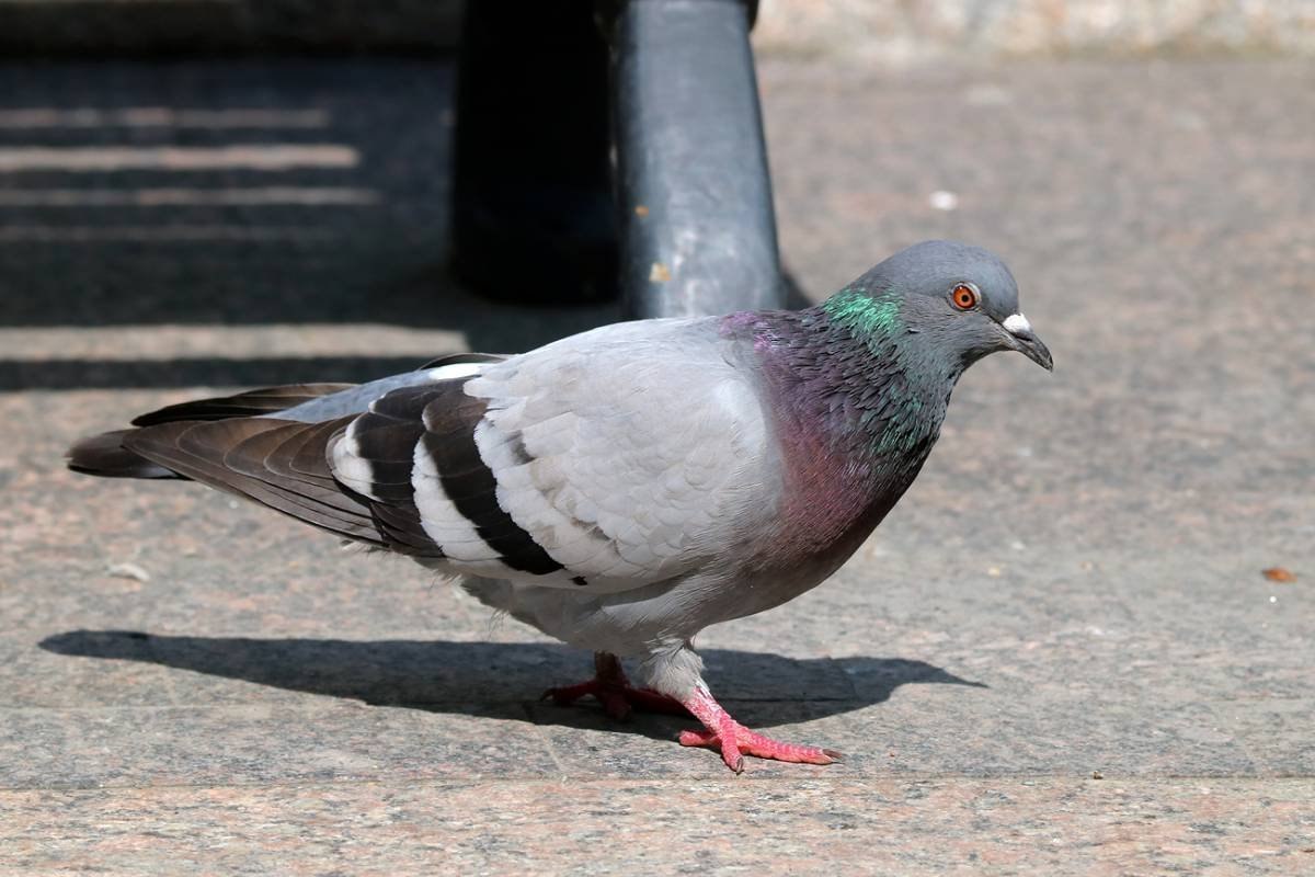 Сизый голубь. Columba Livia Gmelin. Голубь сизарь. Сизарь хохлатый голубь.