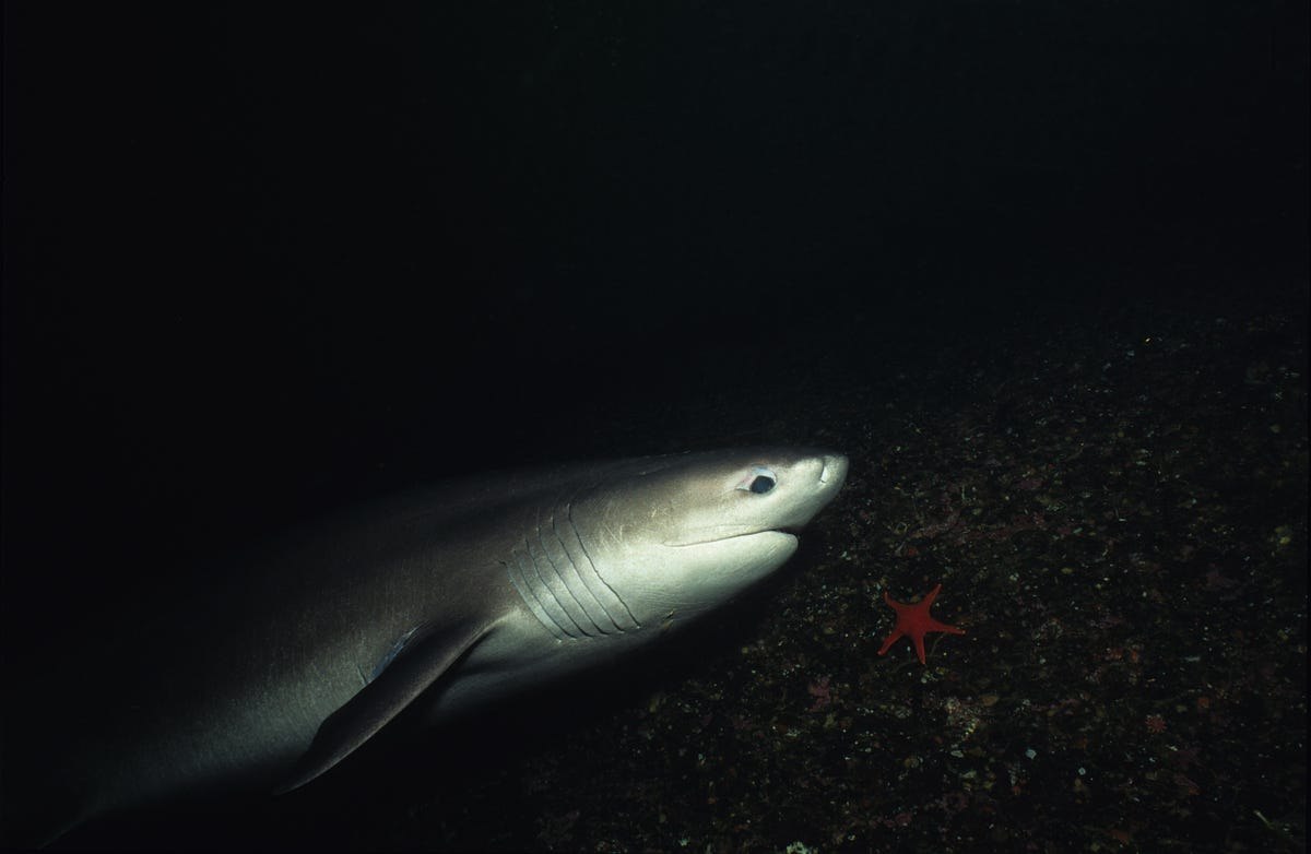 Глубоководная акула. Шестижаберная акула. Карибское море акулы.