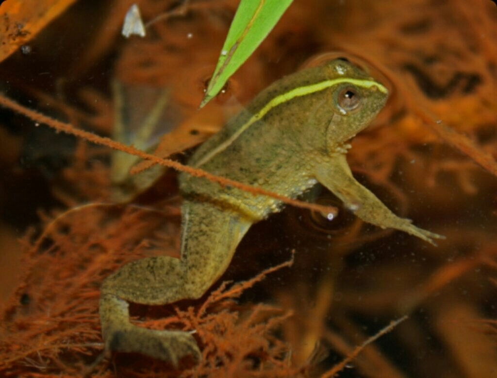 Лягушка травяная ящерица живородящая. Occidozyga Lima. Лягушка Лима. Живородящая лягушка. Индонезийская лягушка.