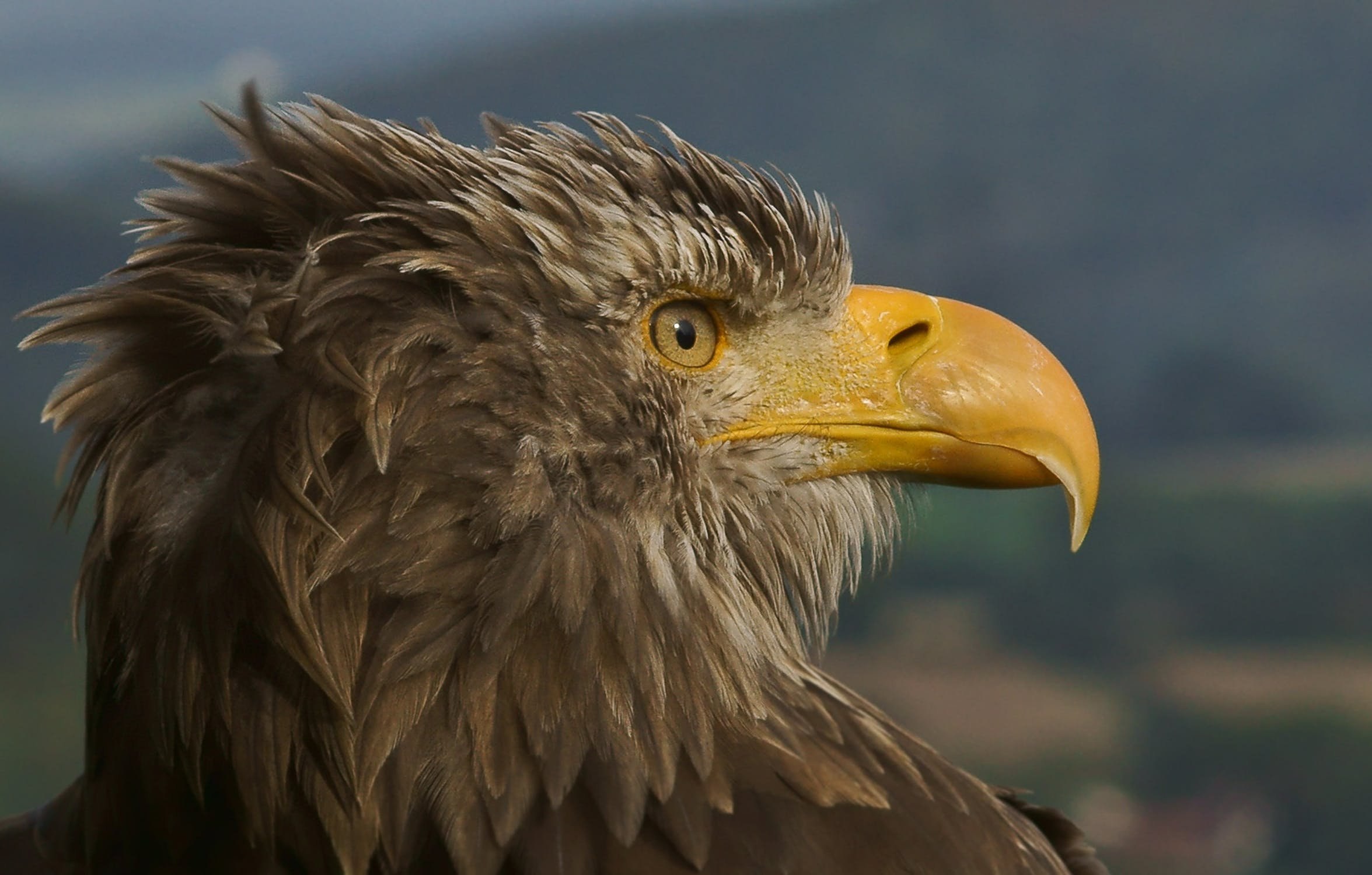 Как кричит орел. Гигантский орёл [giant Eagle]. Пятнистый Орел. Злой Орел. Орел кричит.