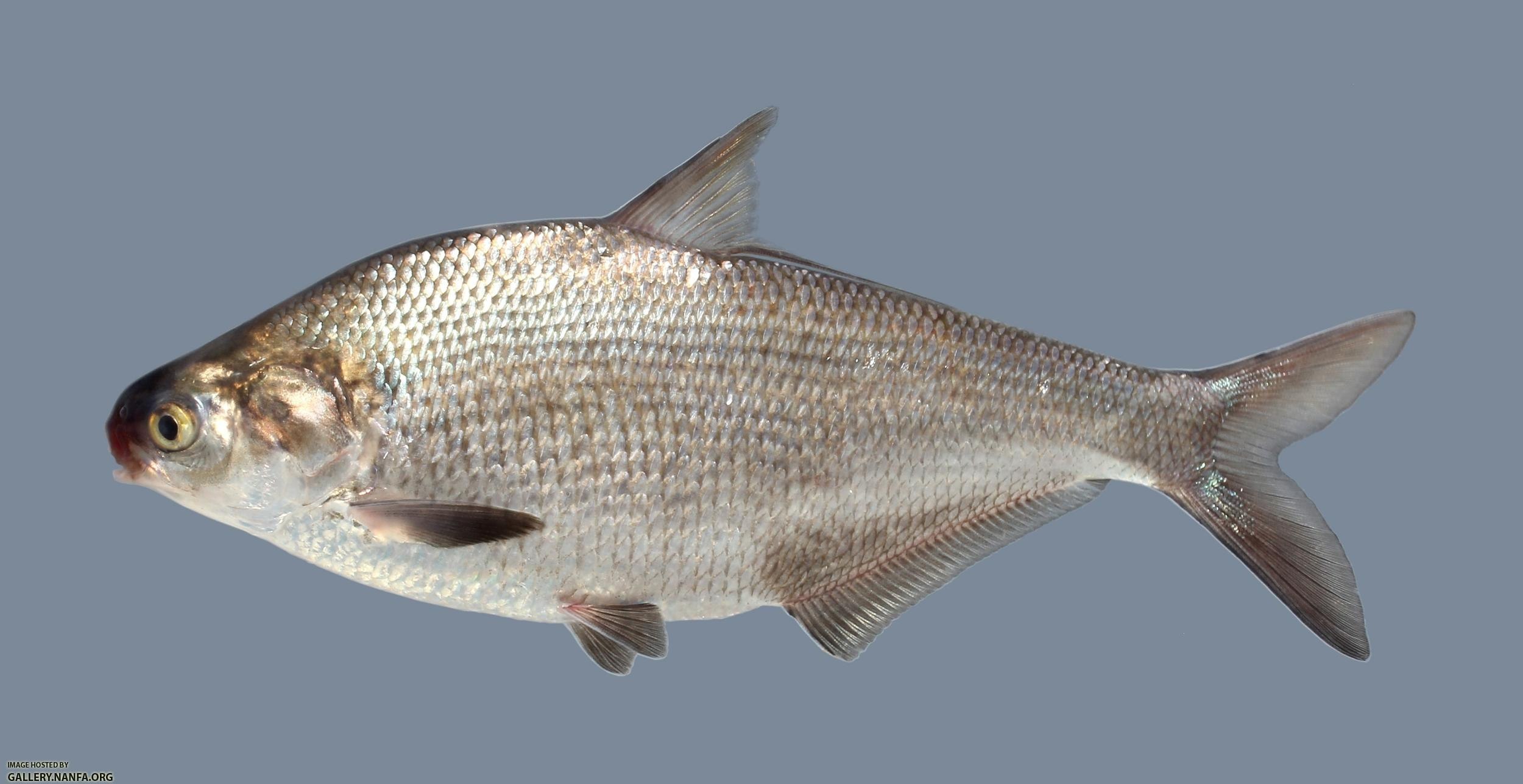 Список рыб ареала «Цимлянское водохранилище»