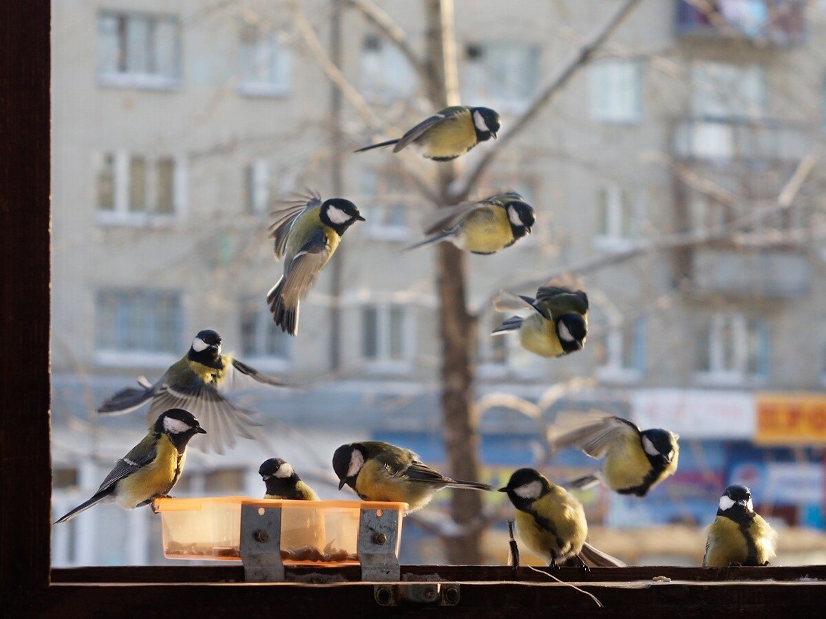 Птицы в городе фото птицы