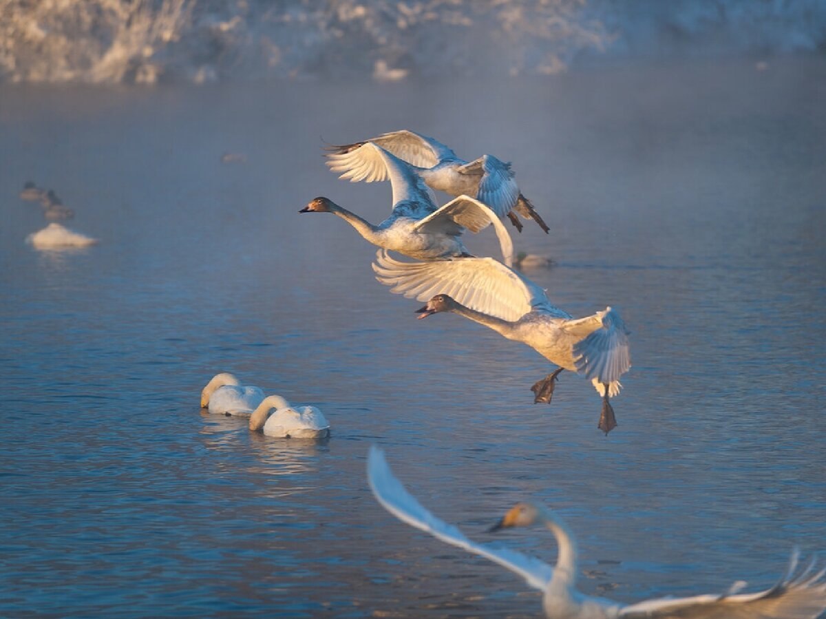 Лебединое озеро орел. Лебединое озеро Алтайский край. Лебединое озеро светлое Алтайский край. Лебединое озеро Алтай лето. Лебединое озеро полет лебедей.