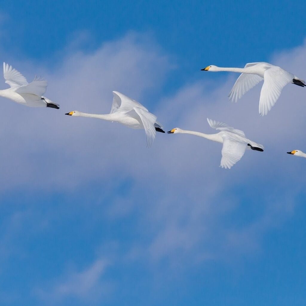Клин белых журавлей. Лебеди в небе. Лебедь в полете. Лебеди летят. Полет лебедя.