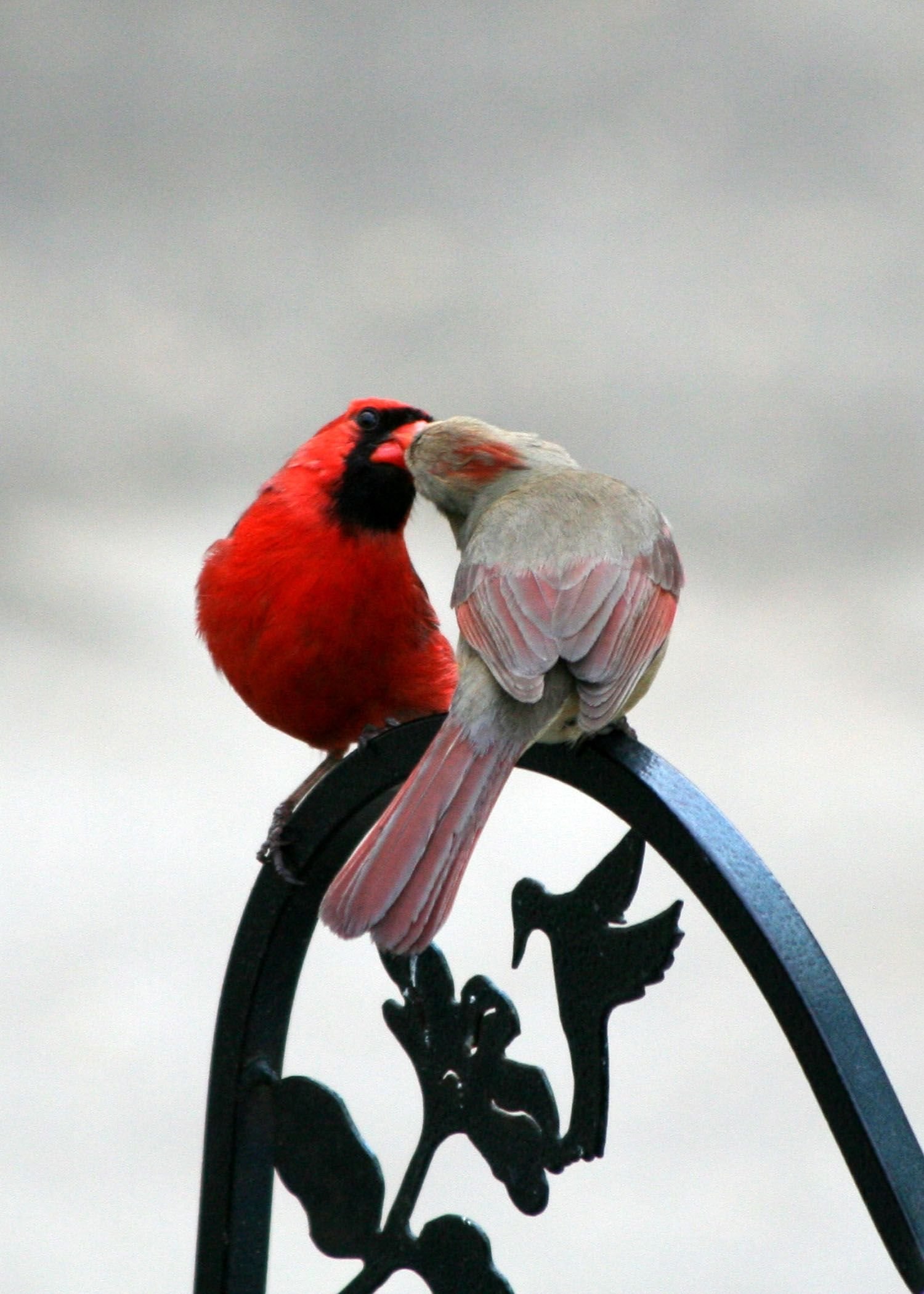 Love is a bird. Влюбленные птицы. Красивые птички. Птица любви. Птички любовь.