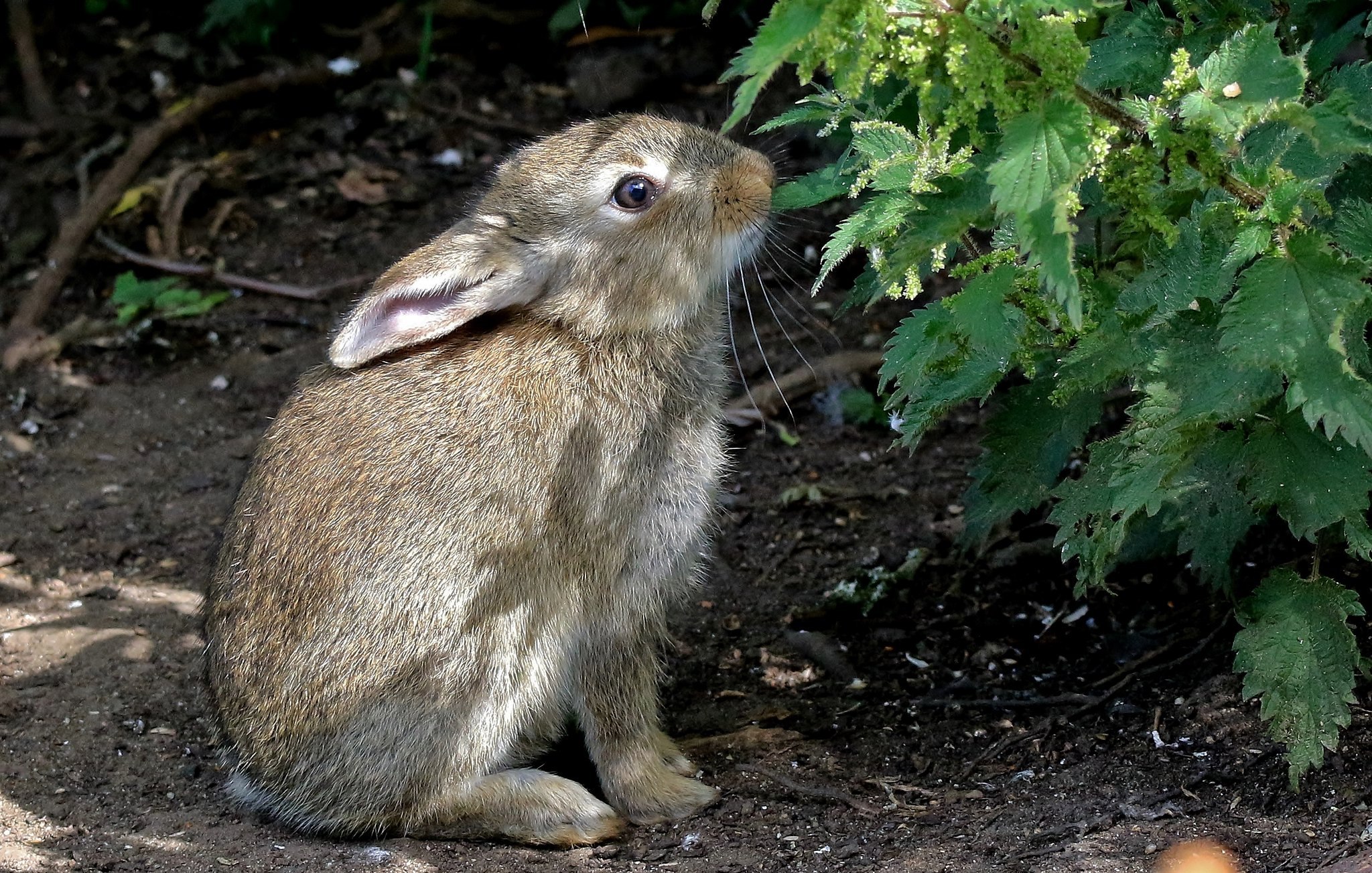 Гибрид зайца. Sylvilagus Brasiliensis. Oryctolagus cuniculus.