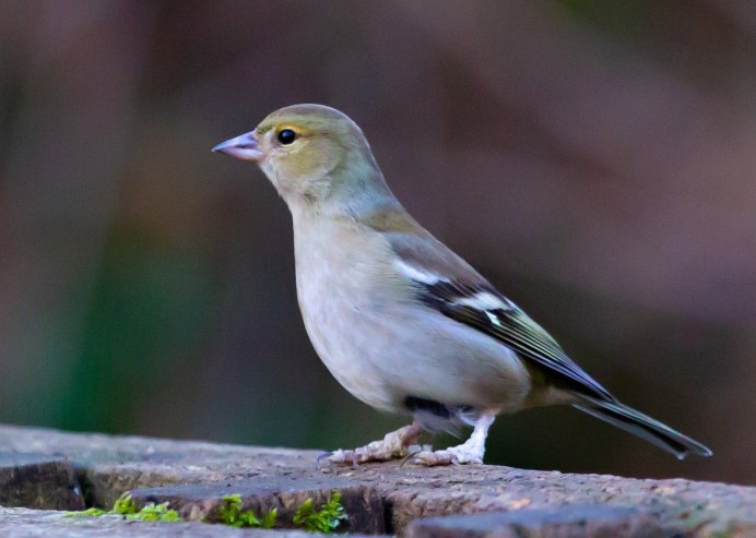 Зяблик fringilla COELEBS гнездо
