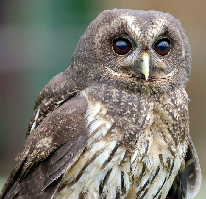 Rufous Owl