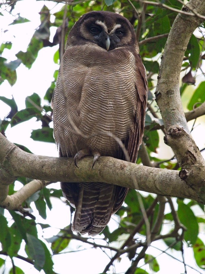 Otus ireneae
