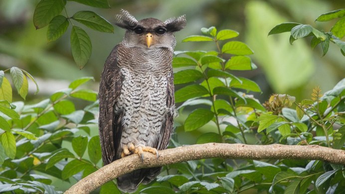 Flammulated Owl