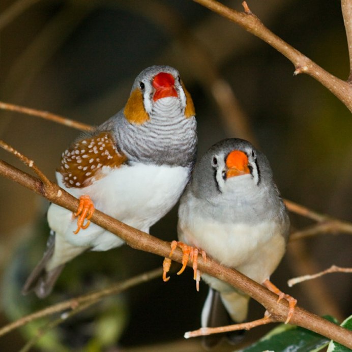 Taeniopygia castanotis