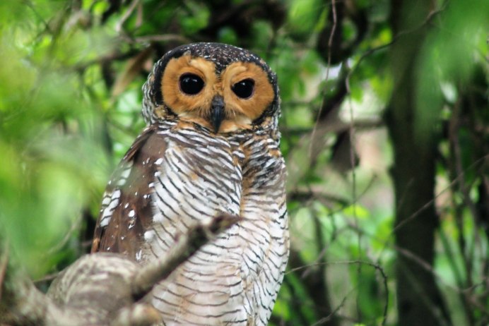 Strix nigrolineata