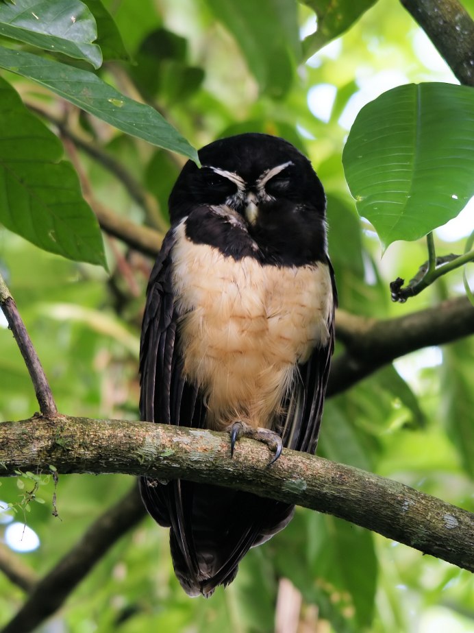 Strix woodfordii