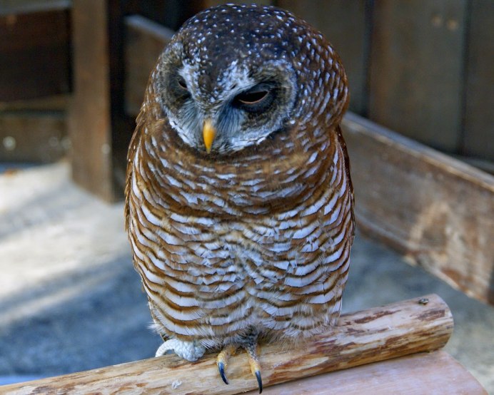 Strix woodfordii