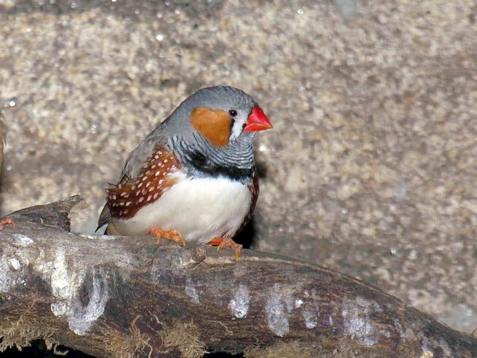 Zebra Finch птица