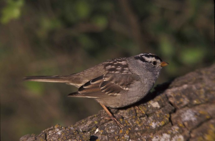 Zonotrichia leucophrys