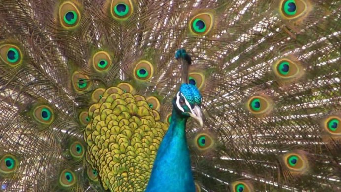 Pavo cristatus самец самка