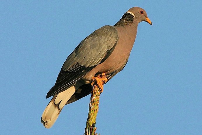 Treron bicinctus