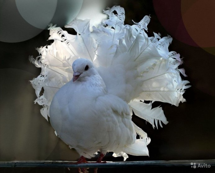 Голубь Columba palumbus