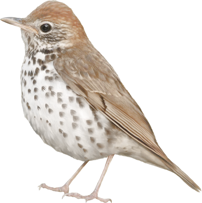 Жаворонок Lark-Bird