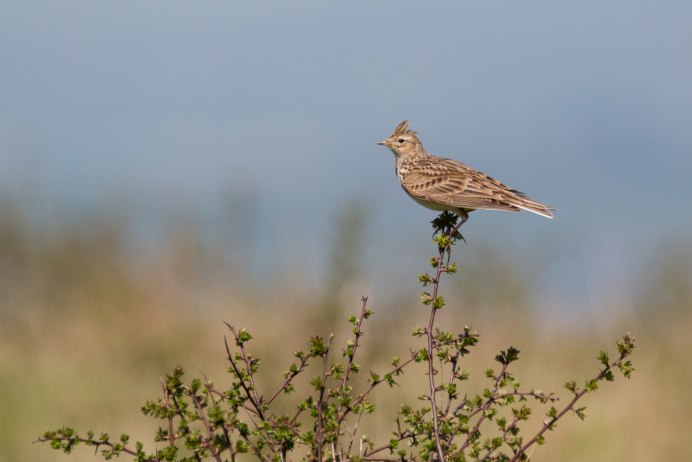 Skylark