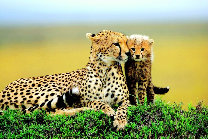 Dieffenbachia гепард (Cheetah)
