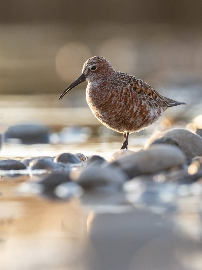 Calidris ferruginea