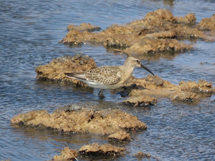 Краснозобик США