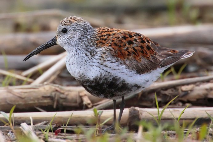 Curlew Sandpiper Calidris ferruginea