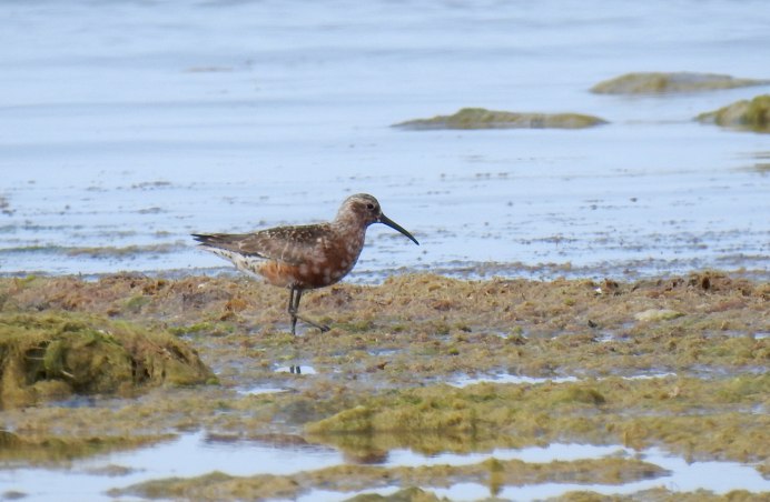 Краснозобик птица