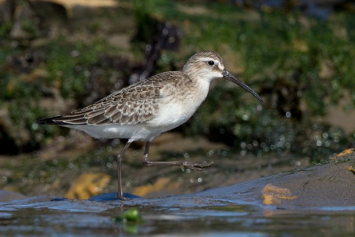 Краснозобик птенец