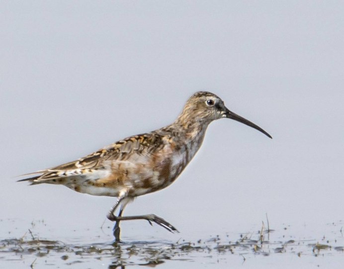 Чернозобик Calidris Alpina