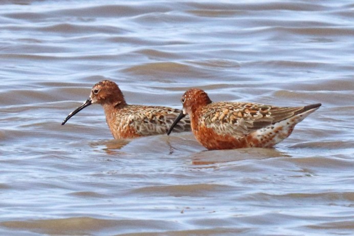 Ходулочниковый песочник