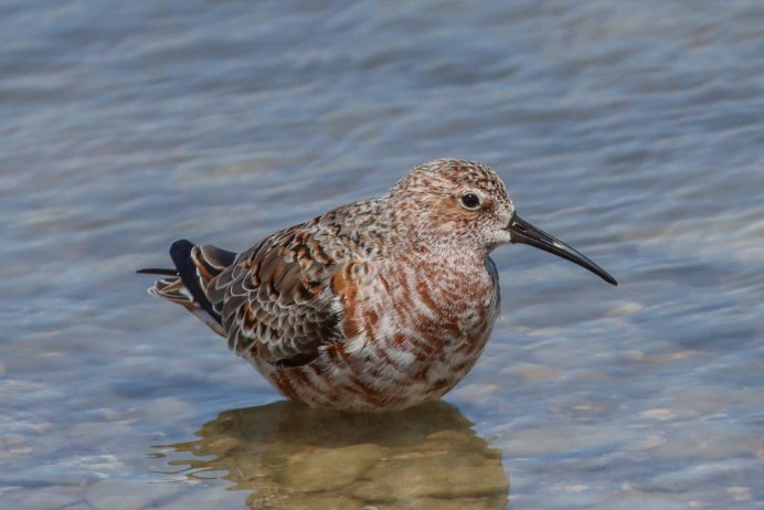 Calidris ferruginea