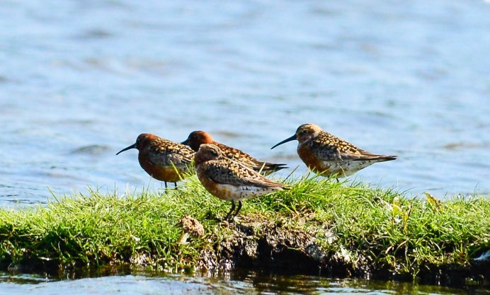 Кулик чернозобик