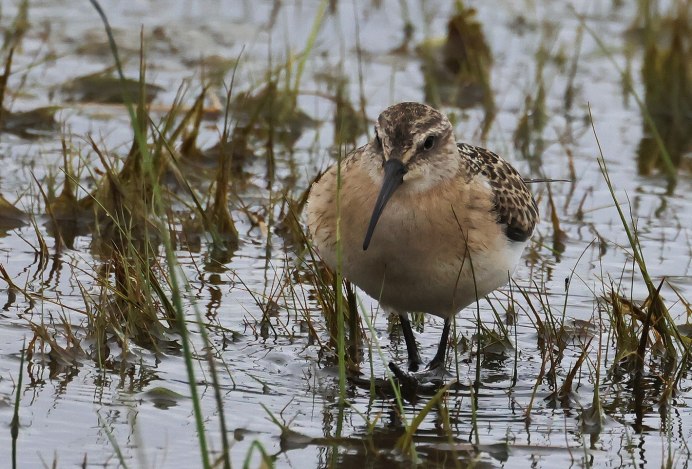 Песочник краснозобик полет