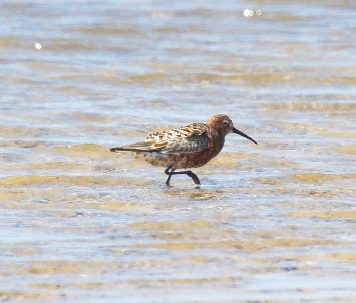 Кулик-красношейка гнездо