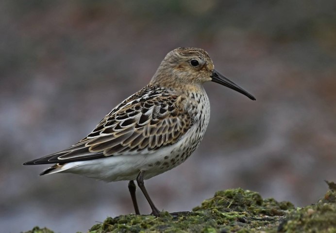 Кулики на Камчатке